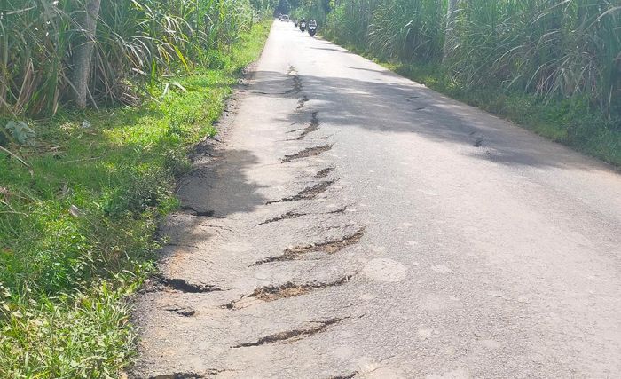 Baru Seminggu Diperbaiki, Proyek Jalan di Jember Sudah Rusak Lagi