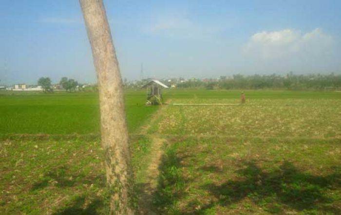 Pupuk di Tuban Mulai Langka, DPPK: Kita sedang Hemat