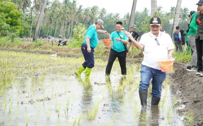 Bibit Padi BK 01 dan 02 Agritan: Dari Situbondo untuk Nusantara