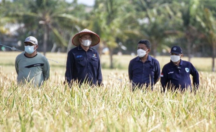 Memuaskan! Hasil Panen Padi BK-Situbondo Capai 10,56 Ton per Hektare