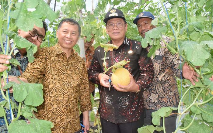 Lewat Metode Budi Daya Greenhouse, Produksi Melon di Lamongan Meningkat