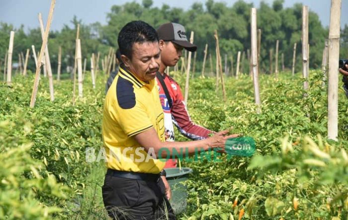 Harga Cabai Rawit Belum Stabil, Bupati Jombang Turun Temui Petani