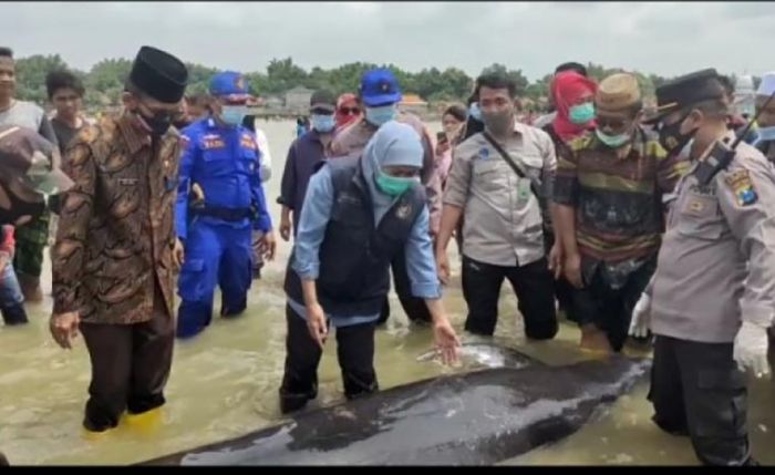 ​Gubernur Khofifah Lepas Tiga Ikan Paus yang Terdampar, Sekaligus Bagikan 200 Paket Sembako