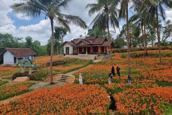 Taman Bunga Amarilis Gunungkidul Yogyakarta