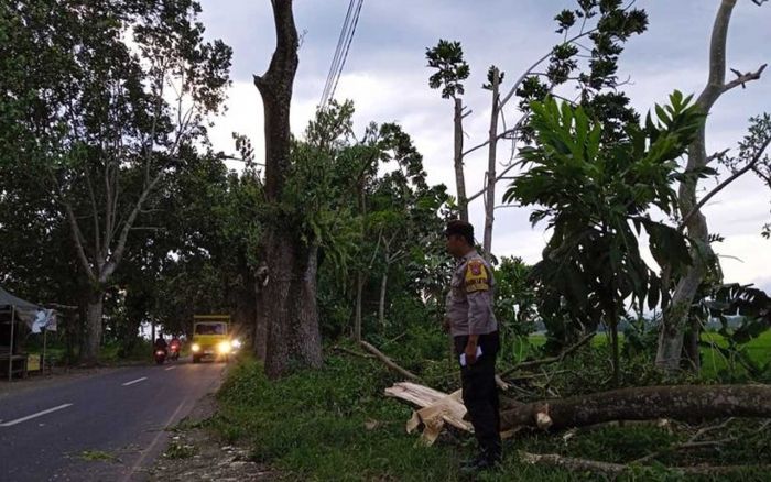 Angin Kencang, Warga Jember Tewas Tertimpa Pohon Tumbang