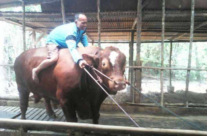 Jokowi dan Pak De Karwo Beli Sapi di Bojonegoro Senilai Rp 50 Juta