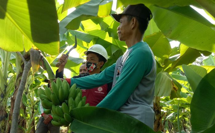 ​Petani Bekas Tambang SIG Panen Perdana Pisang Cavendish