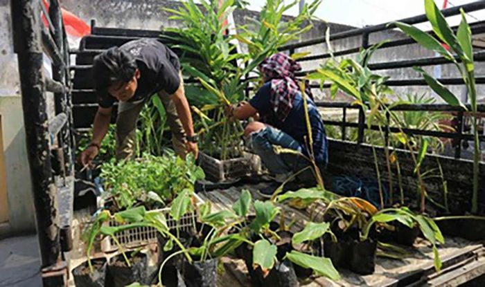 Bersama Warga Ngelom, PPK Ormawa UKM Mapala Umaha Sidoarjo Lestarikan Tanaman Obat Keluarga