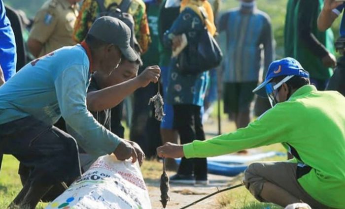 Digelar Khusus di Kecamatan Kanor, Lomba Berburu Tikus di Bojonegoro Dimulai Hari Ini