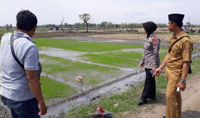 Lagi, Petani di Ngawi Tewas Tersengat Listrik Jebakan Tikus