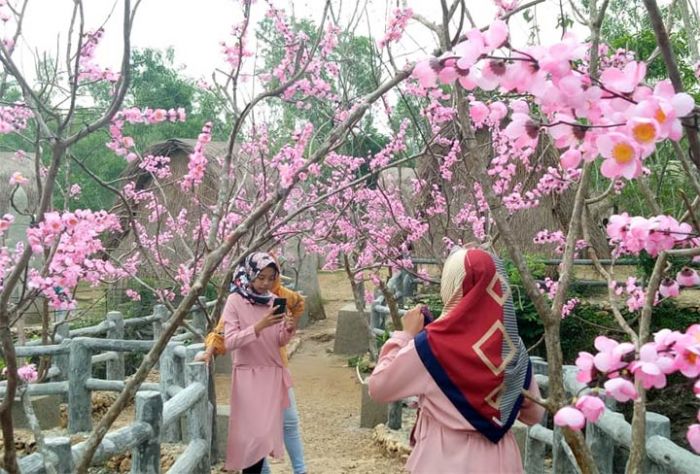 Kampung Toronan Semalem, Keindahan Bak di Negeri Sakura