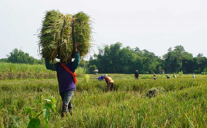 Program DITO Mulai Tunjukkan Hasil, Produktivitas Padi di Kabupaten Kediri Naik