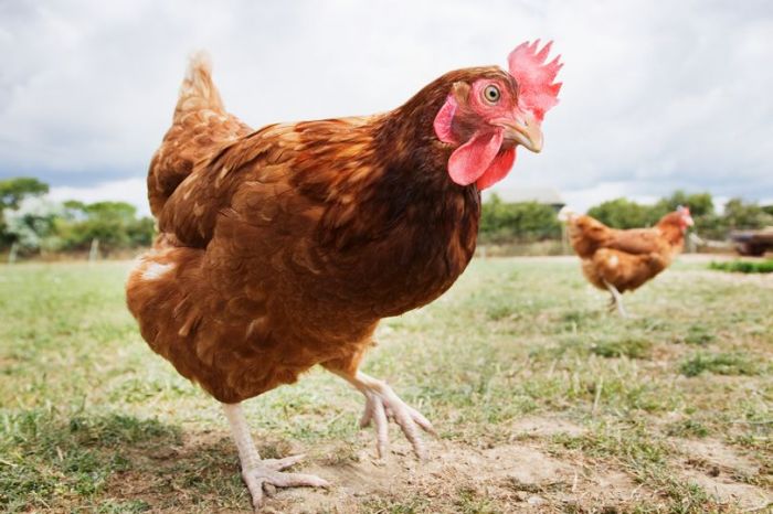 Diduga Memperkosa Ayam sampai Mati, ABG 14 Tahun Ditangkap Polisi