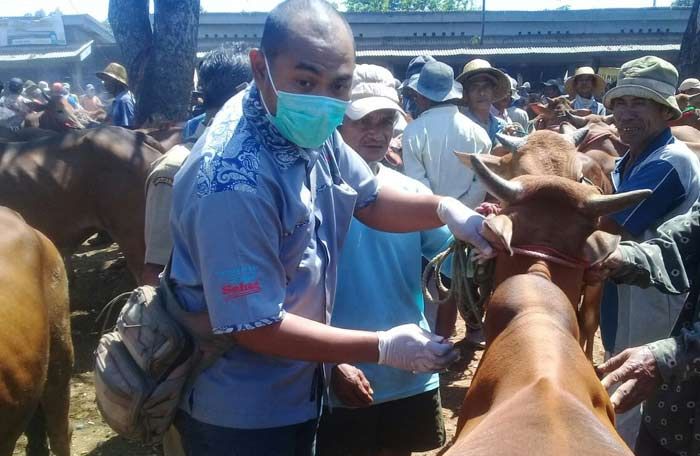 Jelang Idul Adha, DKPP Pamekasan Gelar Pengawasan dan Pemeriksaan Hewan Kurban