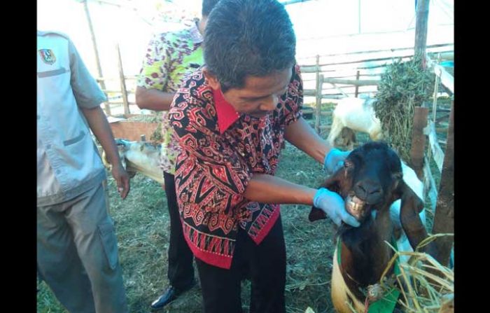 Antisipasi Penyakit, Dinas Peternakan Tuban Periksa Hewan Kurban