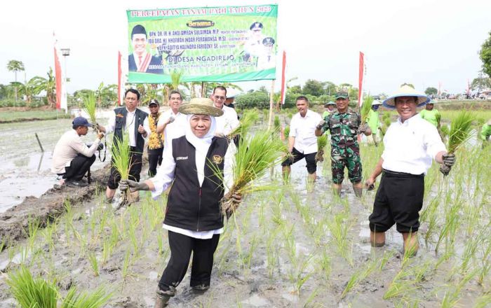 Bersama Menteri Pertanian, Gubernur Khofifah Panen dan Tanam Padi di Tuban