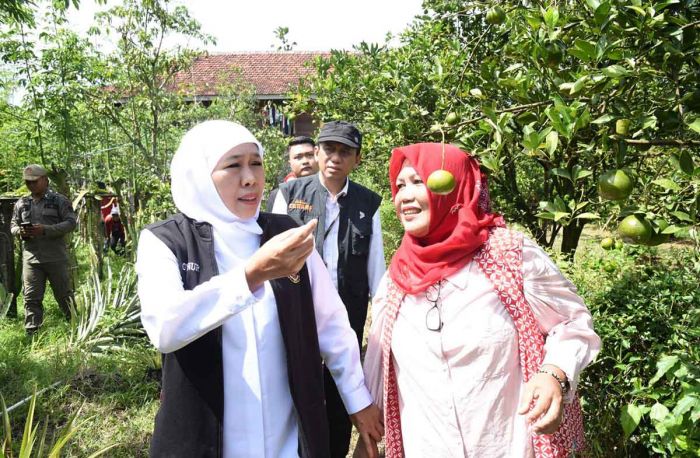 Safari Ramadhan, Gubernur Khofifah Kunjungi Kebun Buah Organik Asosiasi Mitra Tani Unggul Jember