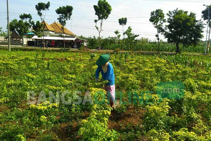 ​Harga Cabai Anjlok, Petani Terancam Merugi