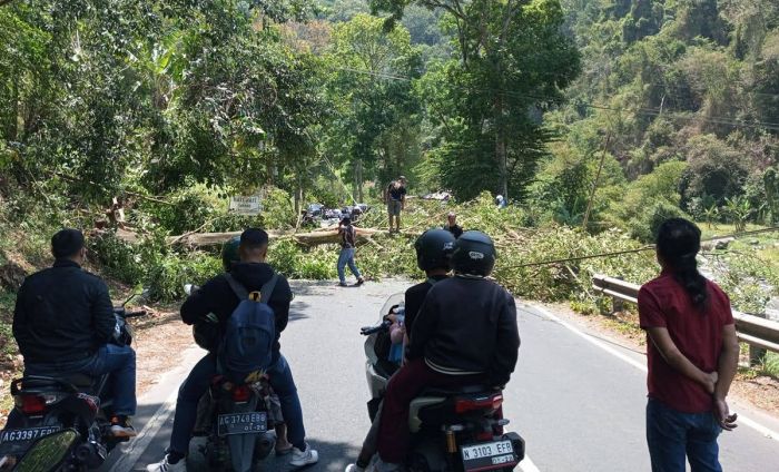 Angin Kencang Tumbangkan Sejumlah Pohon di Kota Batu