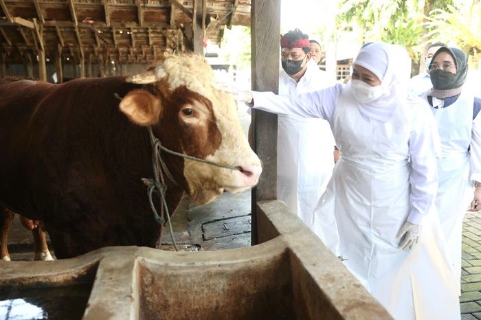 Tindaklanjuti SE Kemenag, Gubernur Khofifah Anjurkan Penyembelihan Hewan Kurban di RPH