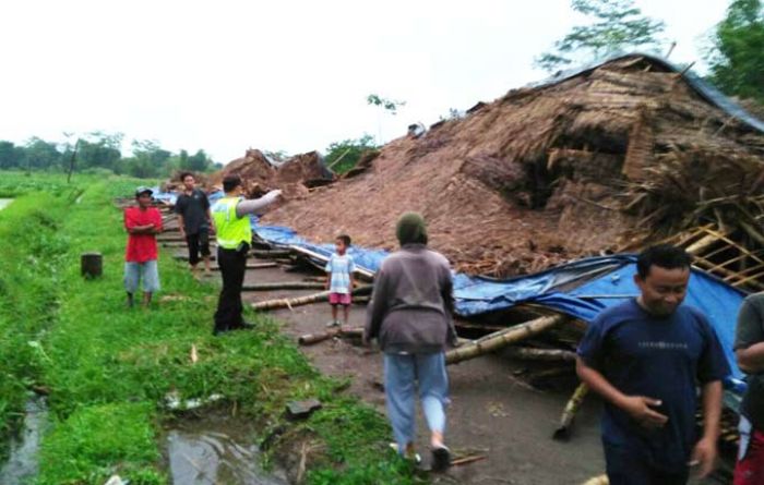 Plosoklaten Diterjang Angin, Ribuan Ayam Mati, Peternak Rugi Rp 1,2 Miliar