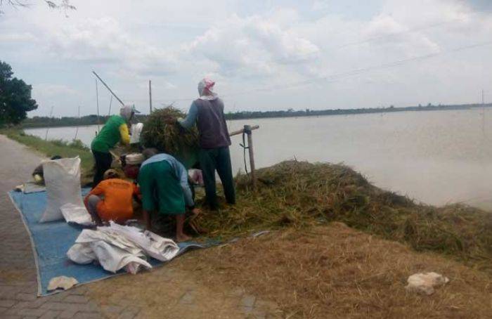 Sawah Terendam, Petani di Bantaran Sungai Bengawan Solo Terpaksa Panen Dini