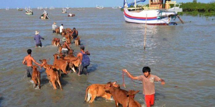 Jelang Idul Adha, Tiap Hari, 200 Sapi Madura Dikirim Keluar Lewat Laut