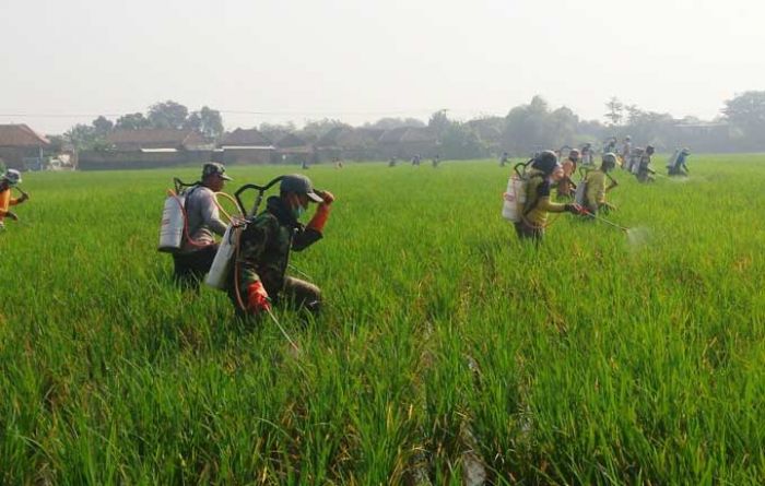 Disperta Pasuruan Gelar Penyemprotan Massal di Ngayunan, Dewan: Kendala Petani Bukan hanya Wereng