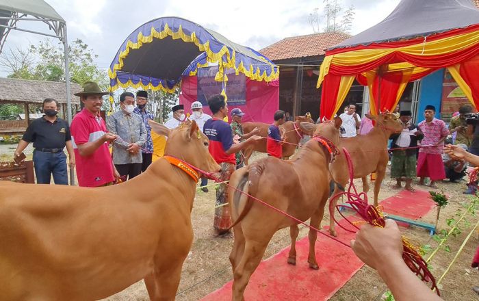 UTM Gandeng UGM Launching Pembentukan Pusat Riset & Pengembangan Sapi Madura