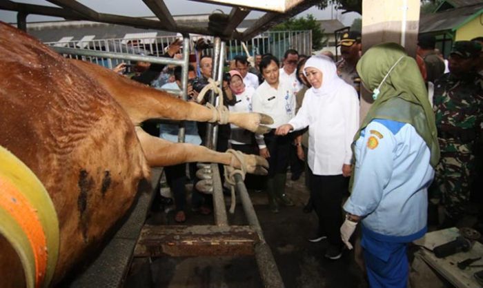 Jelang Nataru, Khofifah Jamin Stok Bapok Hasil Peternakan Aman dan Stabil