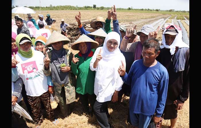 ​Panen Bareng, Khofifah Didukung Petani Tuban