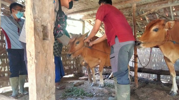 Peternak Keluhkan Biaya Suntik Sapi, Disperta KP Diminta Terbitkan SK Sampang Darurat PMK