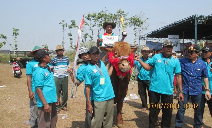 Menang Kontes, Sapi di Madiun Langsung Ditawar Rp 55 Juta