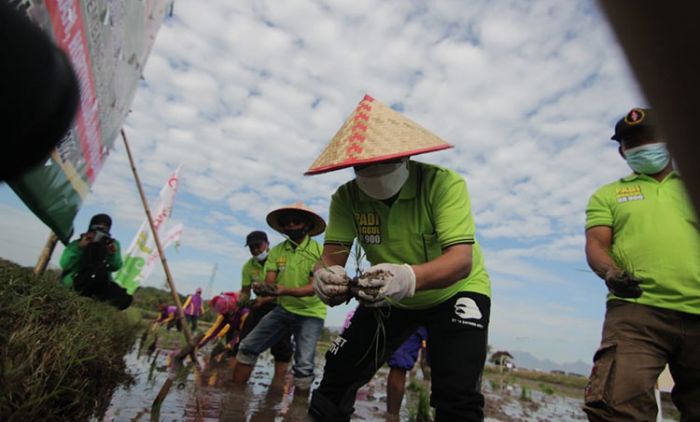 Untungkan Petani 2 Kali Lipat, Bupati Situbondo Mulai Uji Coba Bibit Padi BK-900