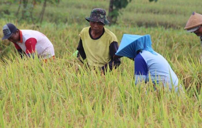 Dampak Melemahnya Rupiah Berpengaruh terhadap Harga Gabah di Ngawi