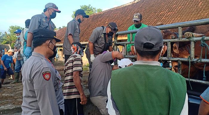 Cegah Penyebaran PMK, Satu Sapi Suspek di Pasar Hewan Kabuh Jombang Dikembalikan