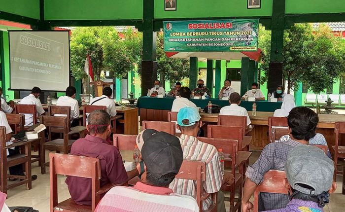 Di Bojonegoro, Tikus Laku Rp 2.000 Per Ekor