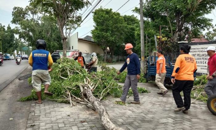 ​Kurangi Potensi Roboh, BPBD Bangkalan Cek Kondisi Pohon