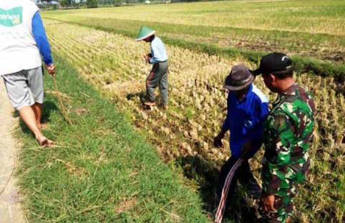 Petani Gunungsari Madiun ‘Berburu’ Tikus