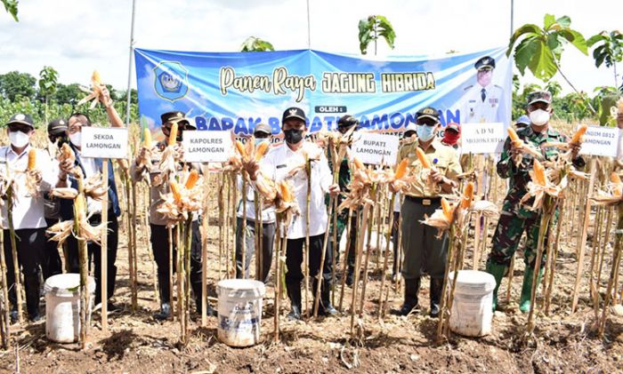 Produktivitas Jagung di Lamongan Meningkat, Road Map Harus Dilanjutkan