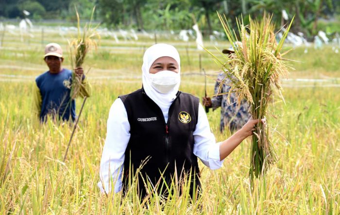 Wujudkan Ketahanan Pangan, Gubernur Khofifah Panen Raya Padi Varietas Unggul di Malang