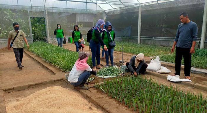 Perdana! Bupati Kediri Lakukan Inovasi Pembenihan Nanas PK-1