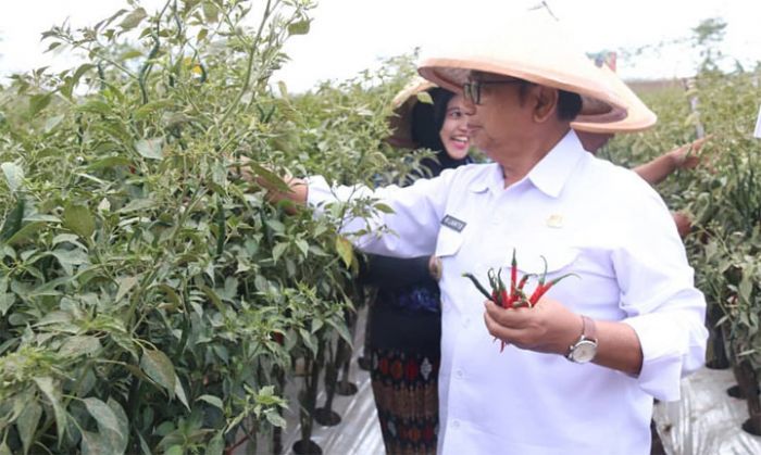 Bupati Bangga, Musim Kemarau Panen Cabai Keriting di Blitar Melimpah