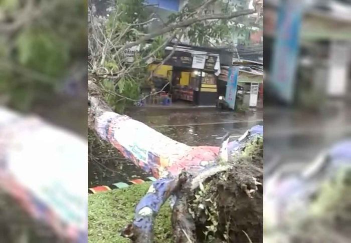 Hujan Deras Guyur Kota Batu, Dua Ruko di Jatim Park 2 Tertimpa Pohon