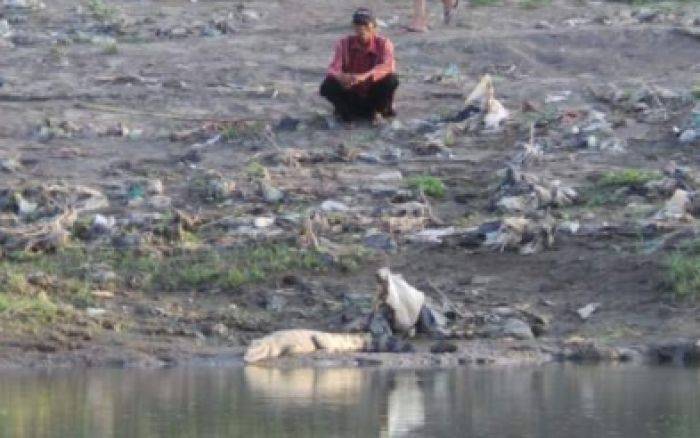 Buaya di Kali Porong Muncul Lagi, Forpimka Krembung Usulkan Buat Konservasi