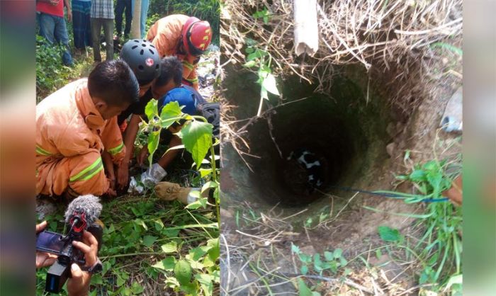 Anjing Liar di Jember Terperosok ke Sumur, Proses Evakuasi Datangkan Tim Damkar