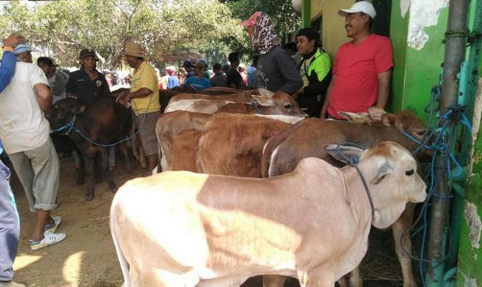 Jelang Idul Kurban, Harga Sapi di Tuban Mulai Naik