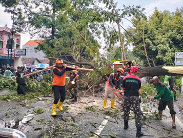 Imbas Pohon Tumbang di Bangil, Jalur Surabaya-Probolinggo Sempat Macet Sepanjang 1 Kilometer