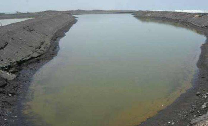 Pantai Selok Awar-awar di Lumajang akan Dijadikan Hutan Mangrove