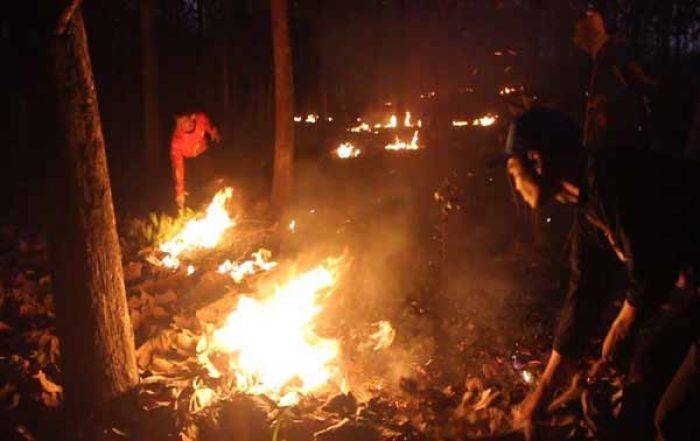 Empat Hektar Hutan Jati di Nganjuk Terbakar, Petugas malah Sibuk Cari Salam Tempel